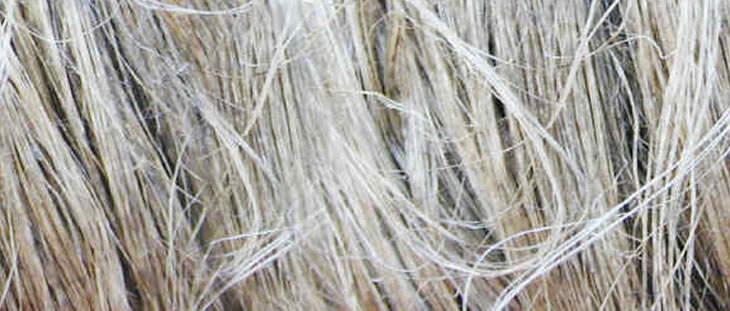 Linen Fiber